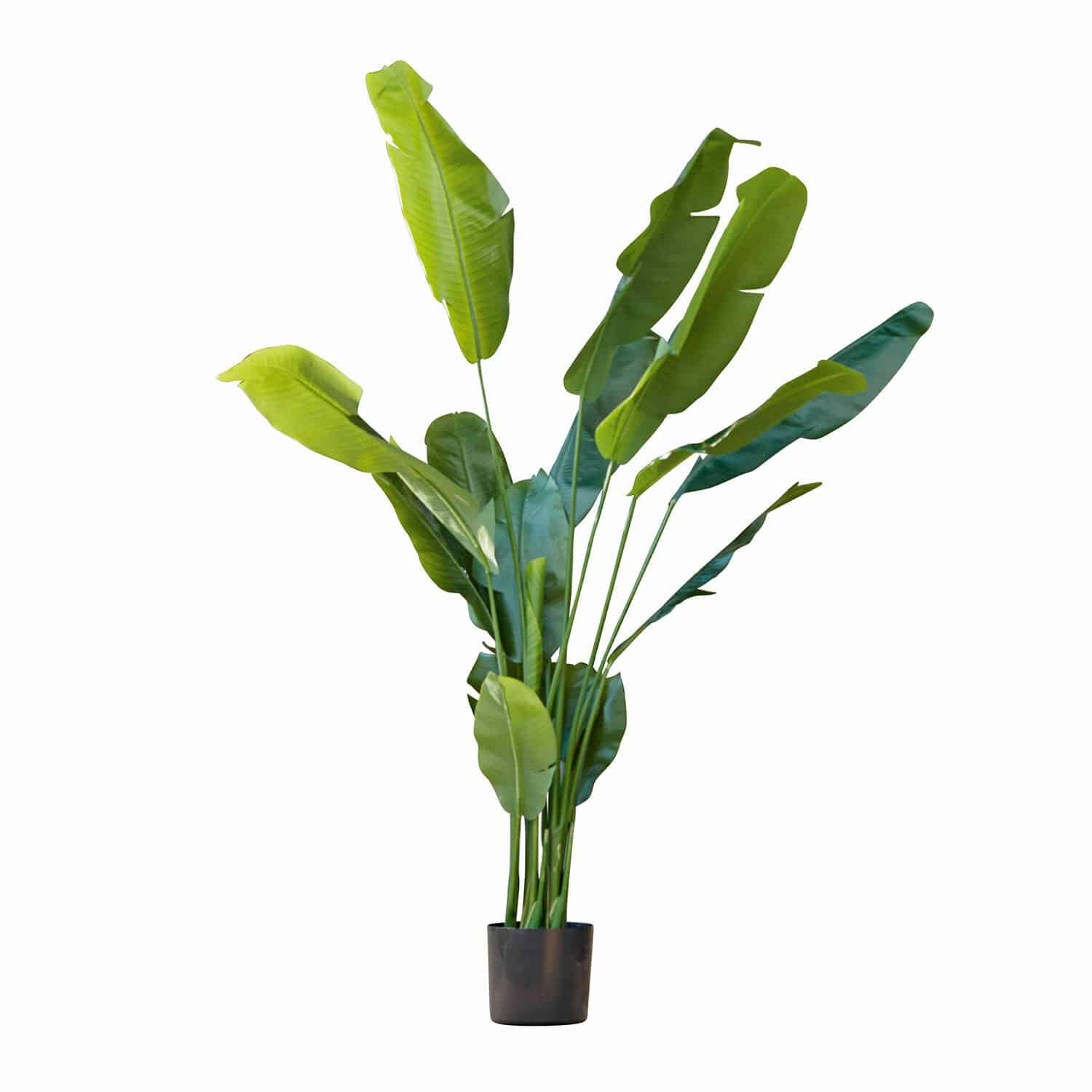 Planta decorativa Lennidas