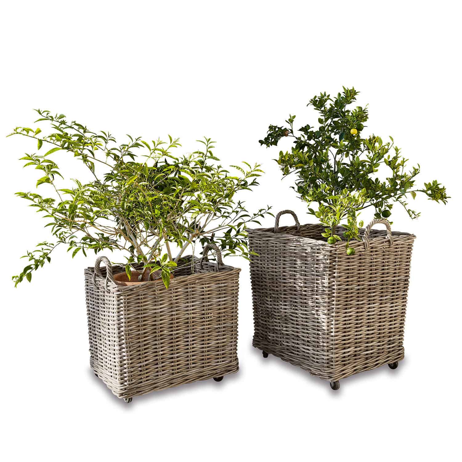 Set de 2 cestos para plantas Gialousa